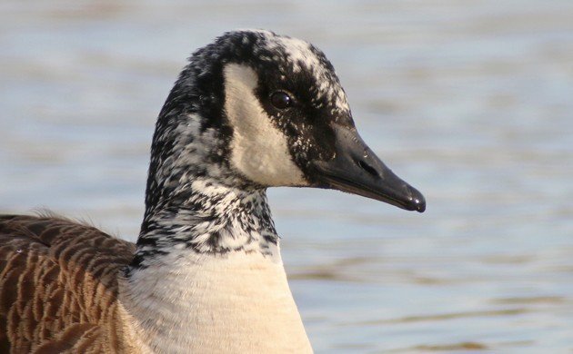 Canada Goose with white on its head