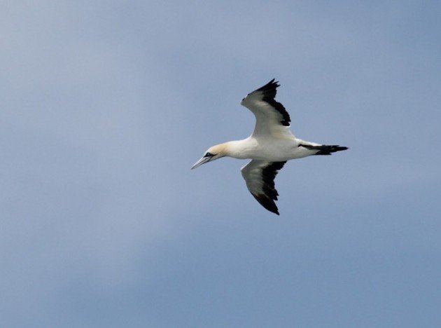 Cape Gannet