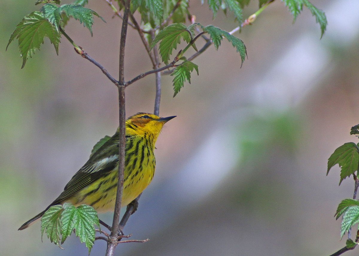 Cape May Warbler 2
