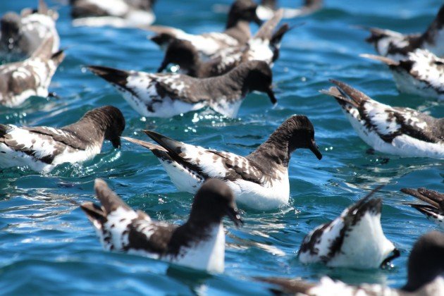 Cape Petrels