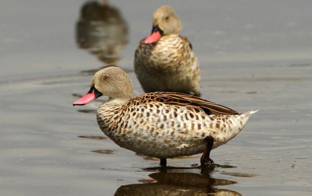 Cape Teal by Markus Lilje