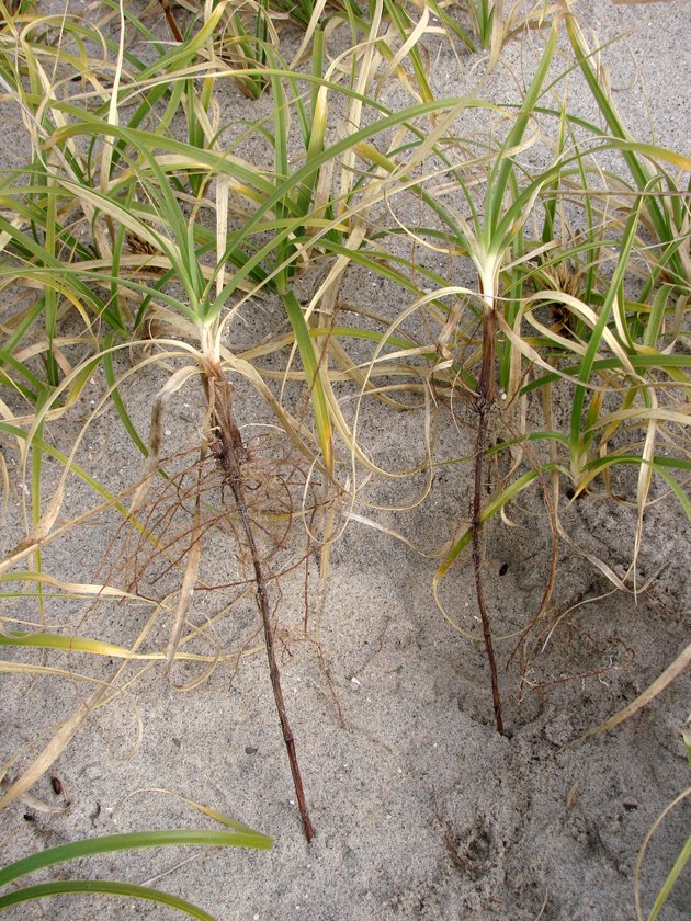 Carex Plants with rhizomes