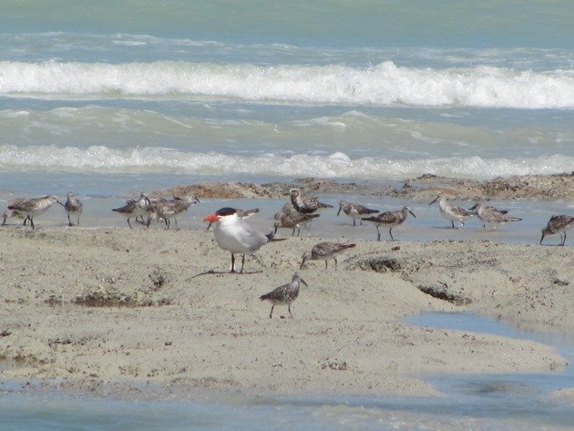 Caspian Tern,Grey Plover & Great Knot