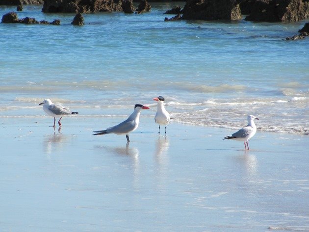 Caspian Terns and Silver Gulls