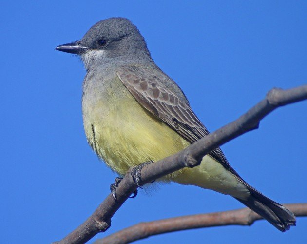 Cassin's Kingbird