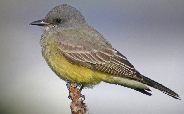 Cassin's Kingbird in New York State