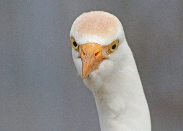 Cattle Egret