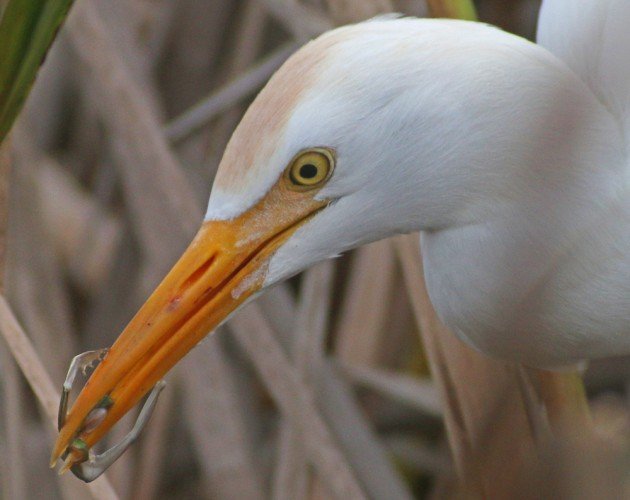 Cattle Egret crushing a tree frog