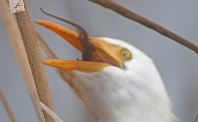 Cattle Egret downing a Brown Anole
