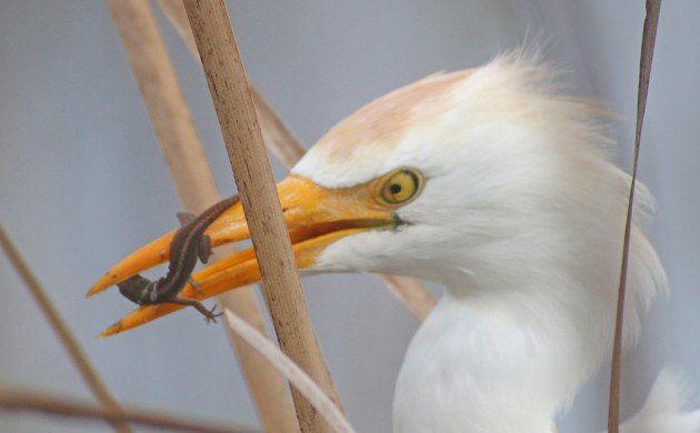 Cattle Egret eating a Brown Anole