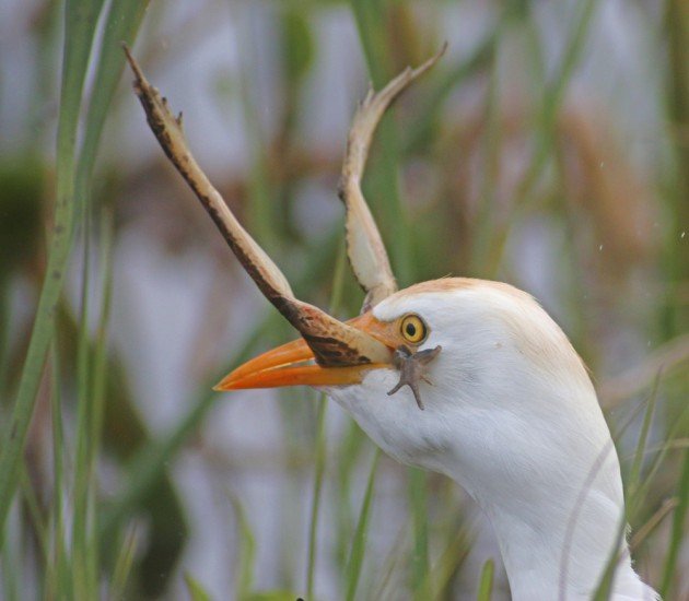 Cattle Egret eating a Leopard Frog