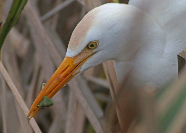 Cattle Egret eating a tree frog