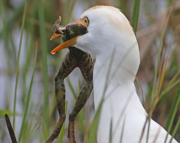 Cattle Egret with Leopard Frog