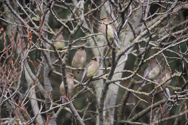 Cedar Waxwings on bare branches