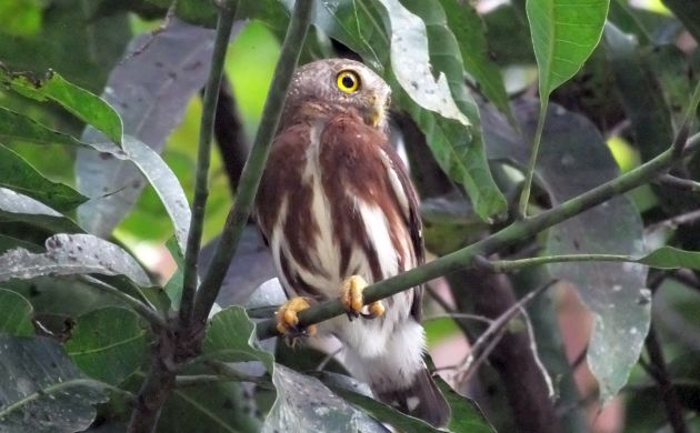 Central American Pygmy-owl