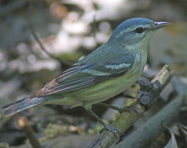 Cerulean Warbler