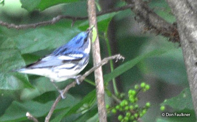 cerulean warbler