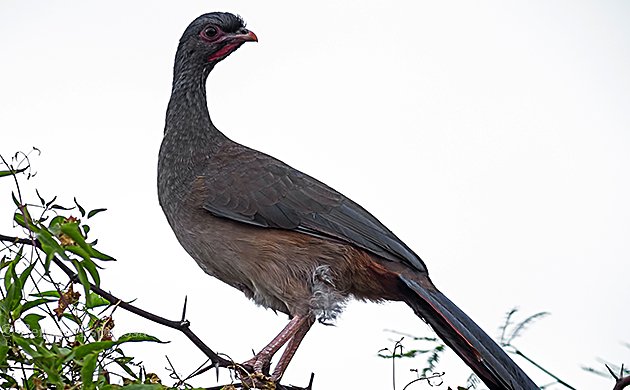 Chaco Chachalaca