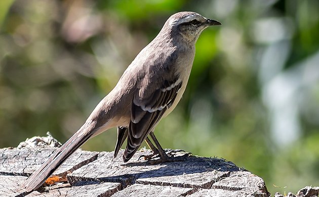 Chalk-browed Mockingbird