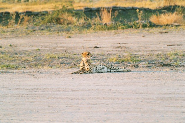 Cheetah Runway