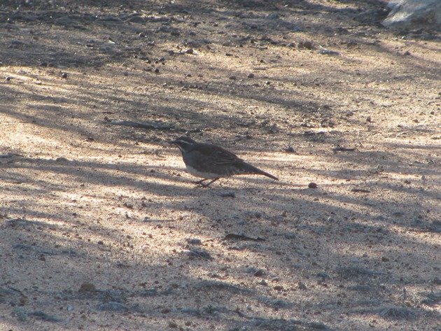 Chestnut-backed Quail-thrush (2)