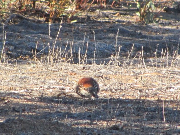 Chestnut-backed Quail-thrush (3)