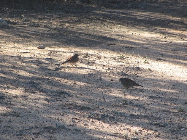 Chestnut-backed Quail-thrush-pair