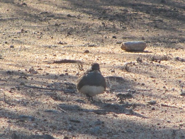 Chestnut-backed Quail-thrush