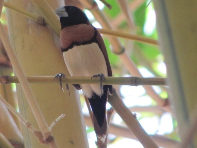 Chestnut-breasted Mannikin