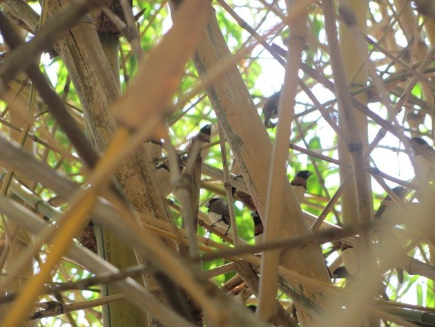 Chestnut-breasted Mannikins (2)