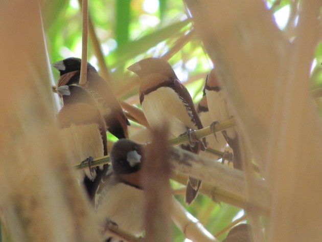 Chestnut-breasted Mannikins (3)