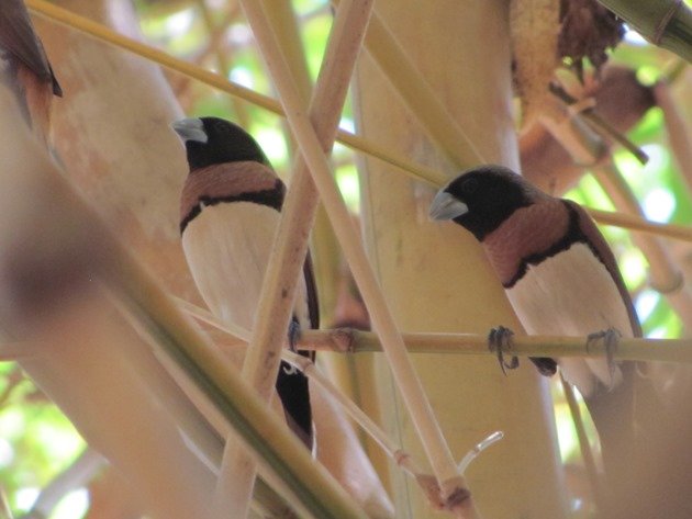 Chestnut-breasted Mannikins (4)