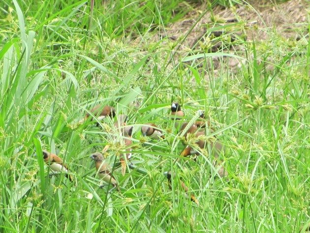 Chestnut-breasted Mannikins (6)