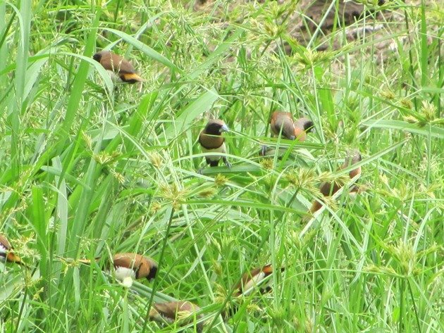 Chestnut-breasted Mannikins (7)