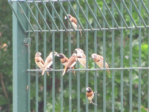 Chestnut-breasted Mannikins (9)