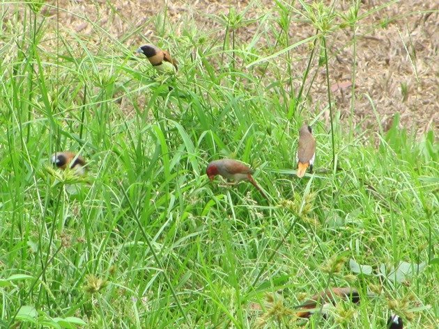 Chestnut-breasted Mannikins & Crimson Finch (2)