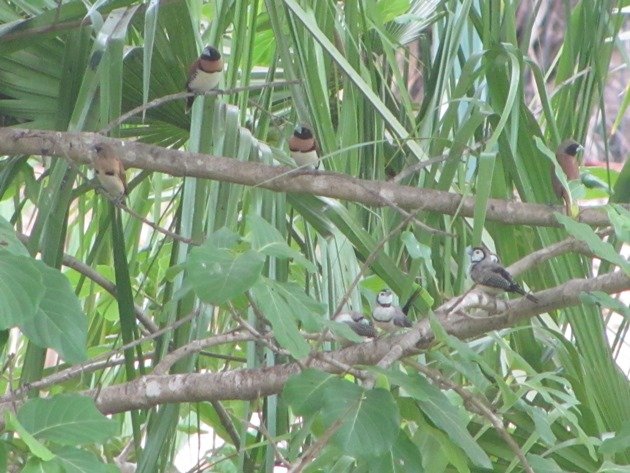 Chestnut-breasted Mannikins & Double-barred Finch