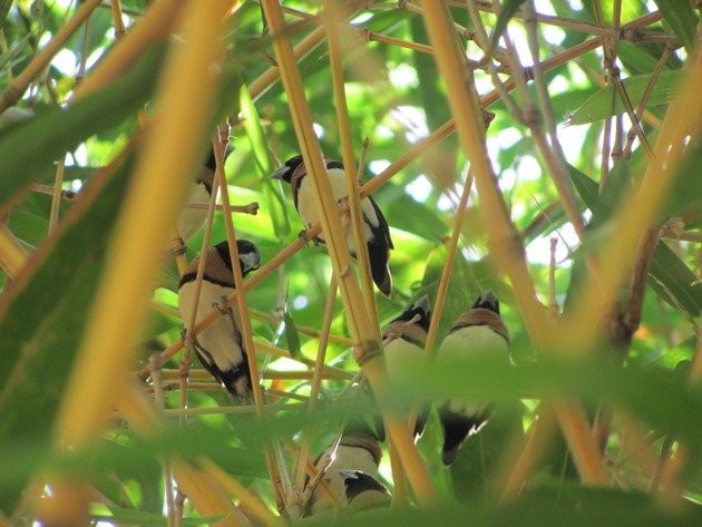 Chestnut-breasted Mannikins