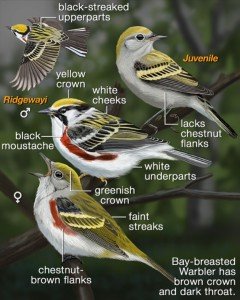 Chestnut-sided Warbler plate