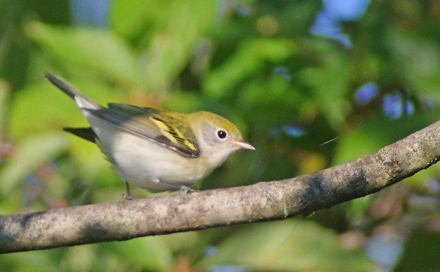 Chestnut-sided Warbler