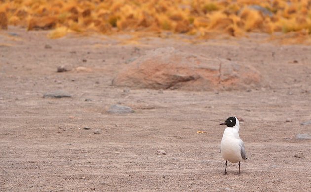 Andean Gull