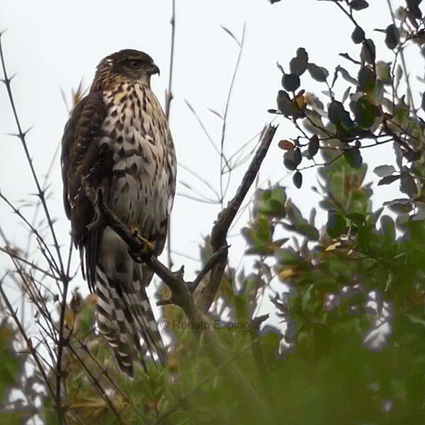 Chilean Hawk Juvenile