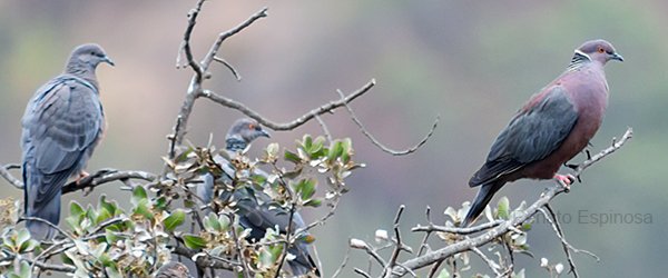 Chilean-Pigeon