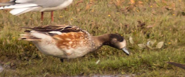 Chiloe Wigeon Female