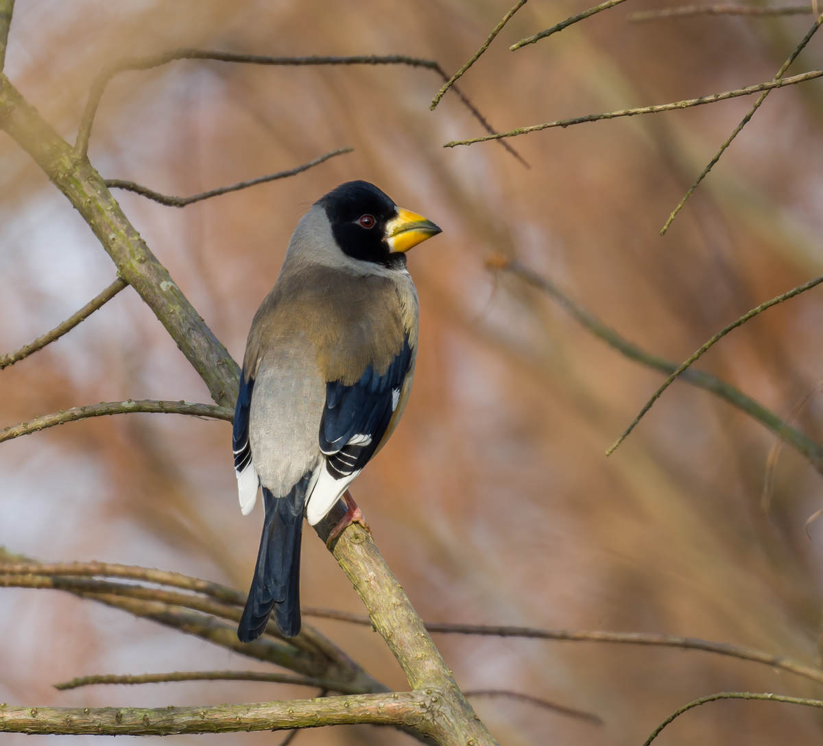 Birding Shanghai In February Birds