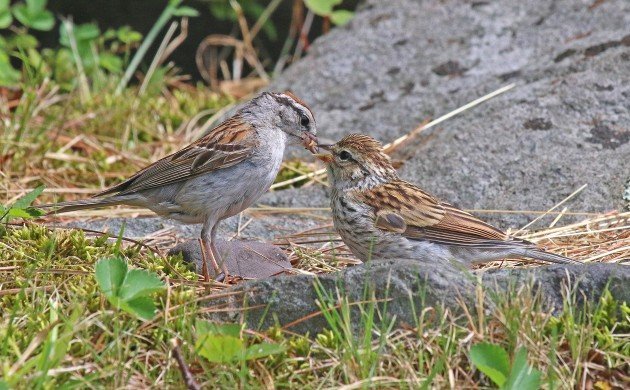 Chipping Sparrow feeding fledgling