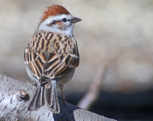 Chipping Sparrow with rufous cheek