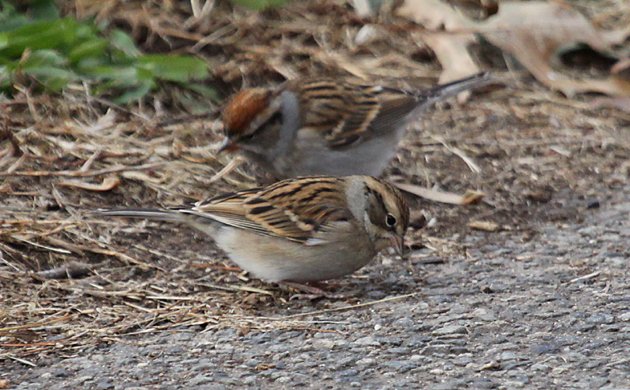 Chipping Sparrows 2