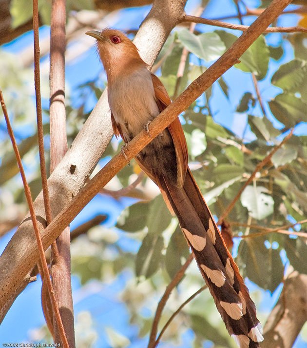 Squirrel cuckoo