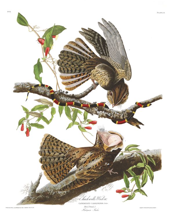 Audubon painting of two Chuck-will's-widows with a coral snake.
